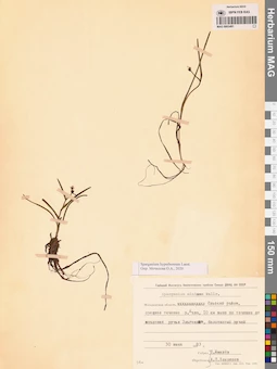 MAG 0003491