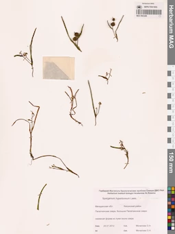 MAG 0003496