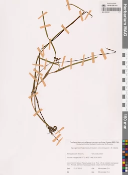 MAG 0003521