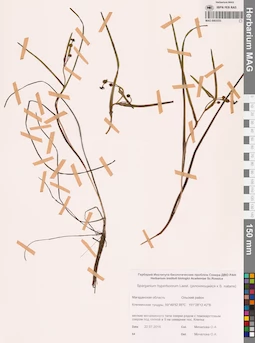 MAG 0003533