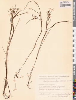 MAG 0003539