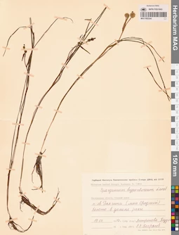 MAG 0003540