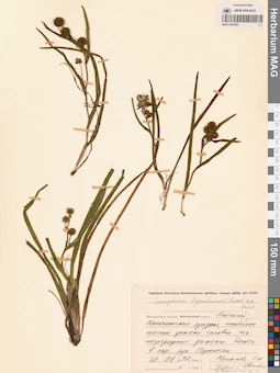 MAG 0003541