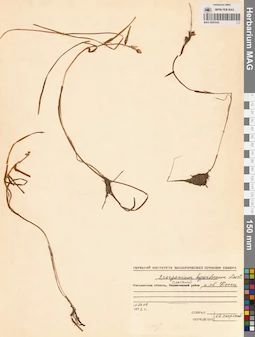 MAG 0003542