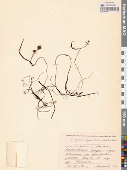 MAG 0003546