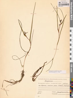 MAG 0003572