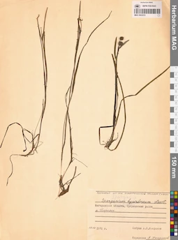 MAG 0003576