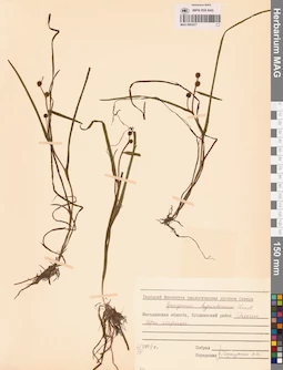 MAG 0003577