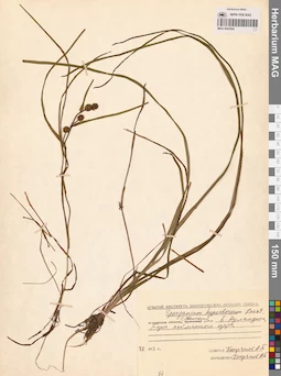 MAG 0003584