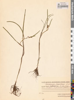 MAG 0003586