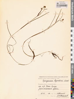 MAG 0003587