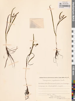 MAG 0003589