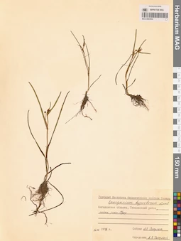 MAG 0003594