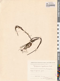 MAG 0003595