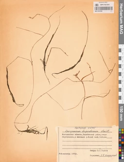 MAG 0003596