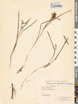 MAG 0003597