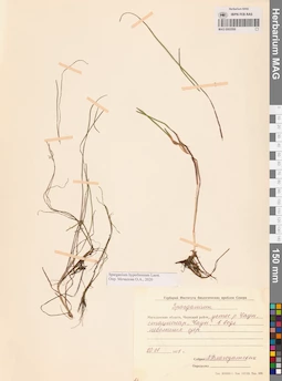 MAG 0003599