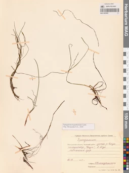 MAG 0003600