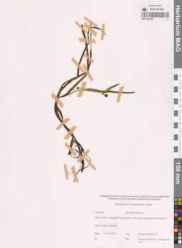 MAG 0003606