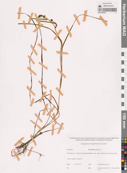 MAG 0003607