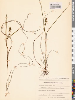 MAG 0003612