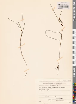 MAG 0003617