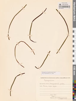 MAG 0003618