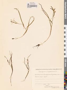 MAG 0003619