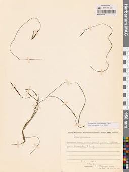 MAG 0003620