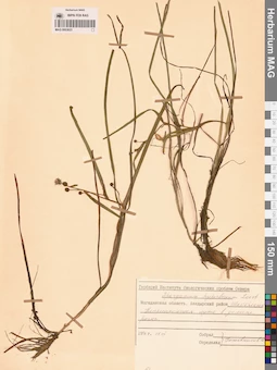 MAG 0003623