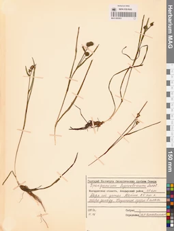MAG 0003631
