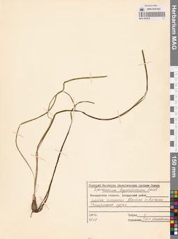 MAG 0003632
