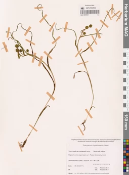MAG 0003634