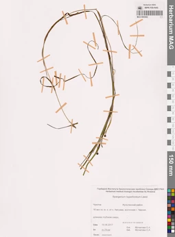 MAG 0003642