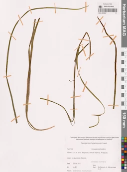 MAG 0003647
