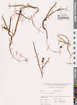 MAG 0003650