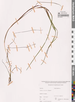 MAG 0003656