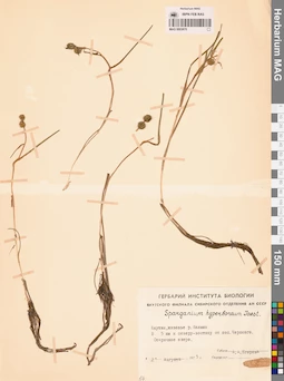 MAG 0003670