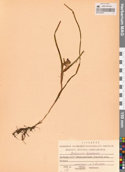 MAG 0003672