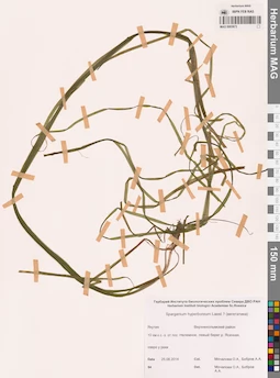 MAG 0003673