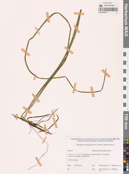 MAG 0003676