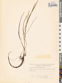 MAG 0003687