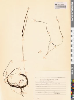 MAG 0003688