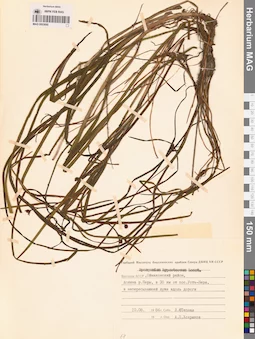 MAG 0003690