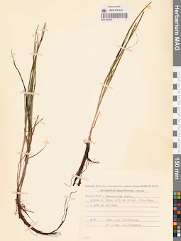 MAG 0003691