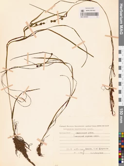 MAG 0003693