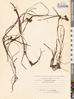 MAG 0003694