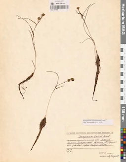 MAG 0003695