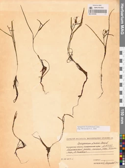 MAG 0003696