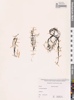 MAG 0003698
